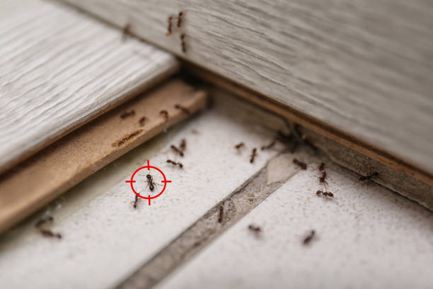 Best Pest Prevention Services  in Elleale, ND